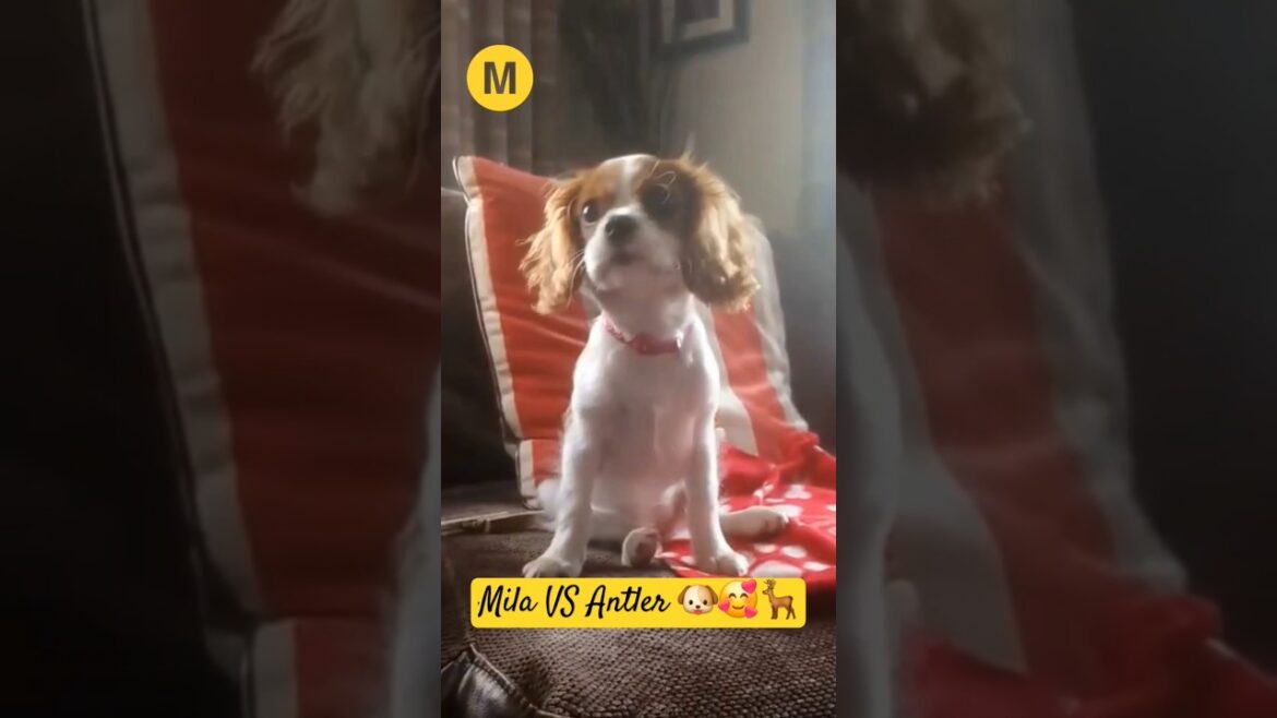When Mila was a puppy 🐶🥰#Mila #mylifewithmila #dog #cavalierkingcharlesspaniel #puppy #cute