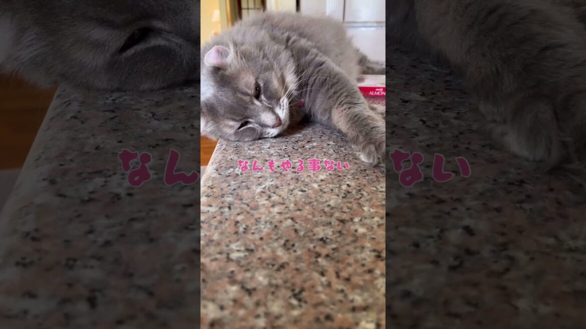 猫動画 #shorts ひまー