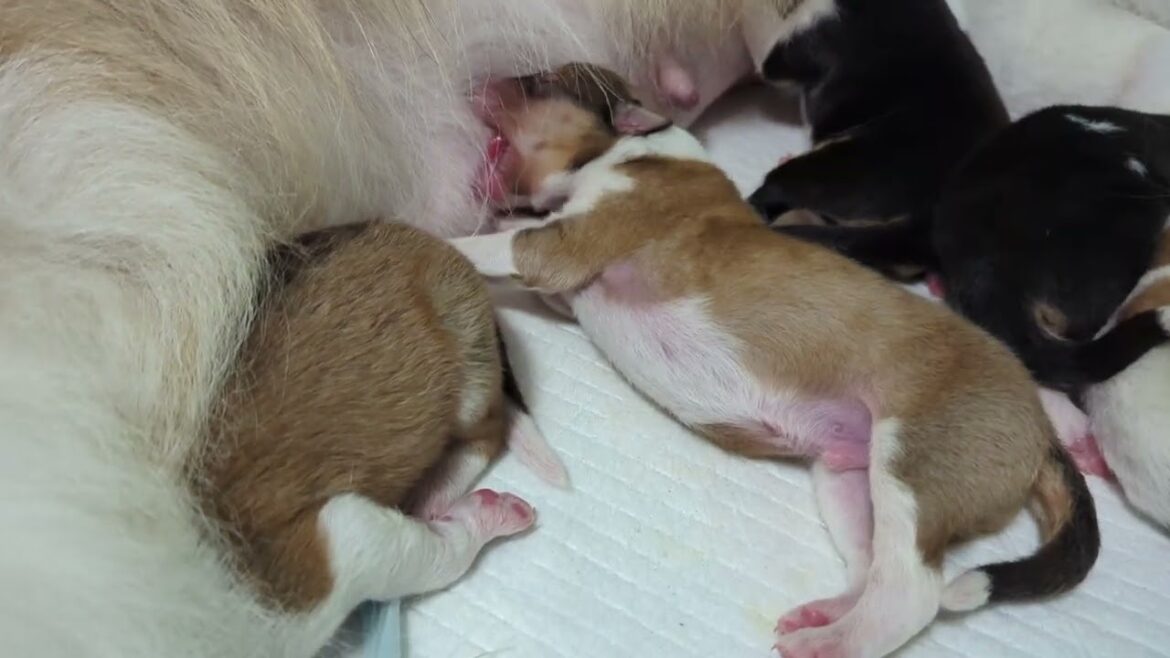ﾗﾌｺﾘｰ　Motherlake Collies　ミコの子　生後2日目　20240902