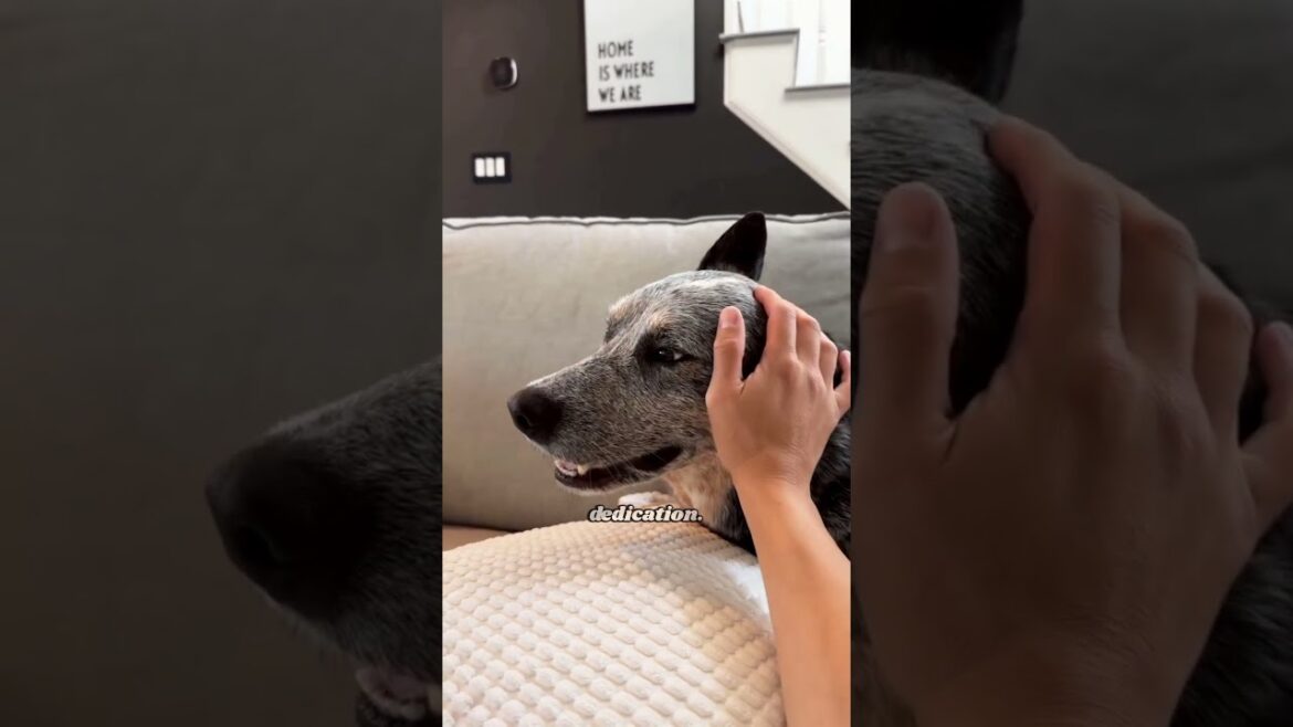 The Australian Cattle Dog: A Perfect Fit for Active Families #cattledog #blueheeler #dogbreed