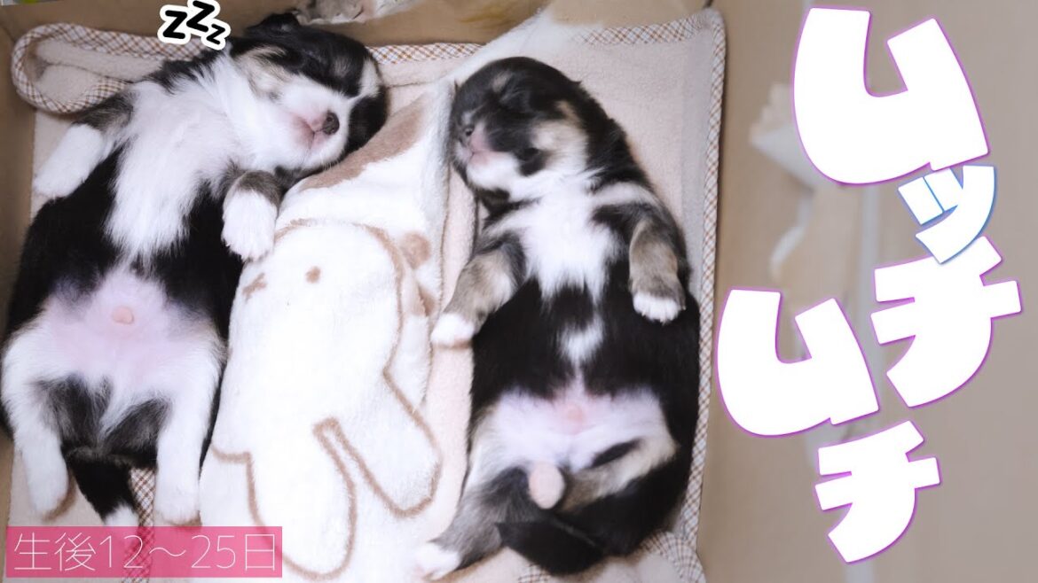 成長するほど可愛くなっていく赤ちゃんチワワ👼😍👼