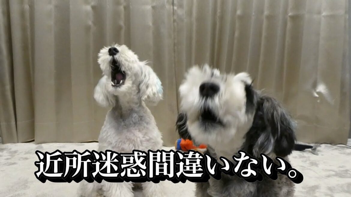 シュナウザー多頭飼いの遠吠えはかなりうるさいです・・・