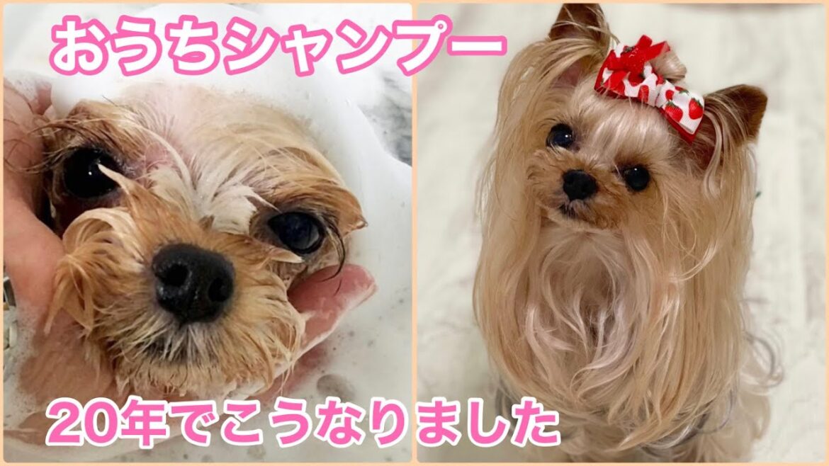 洗面台で完成するヨーキーのシャンプー、トップノット【ヨークシャテリア】
