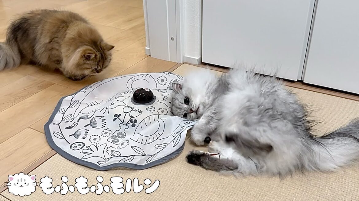 猫が好きなのはおもちゃなのかそれとも…？ 【サイベリアン】