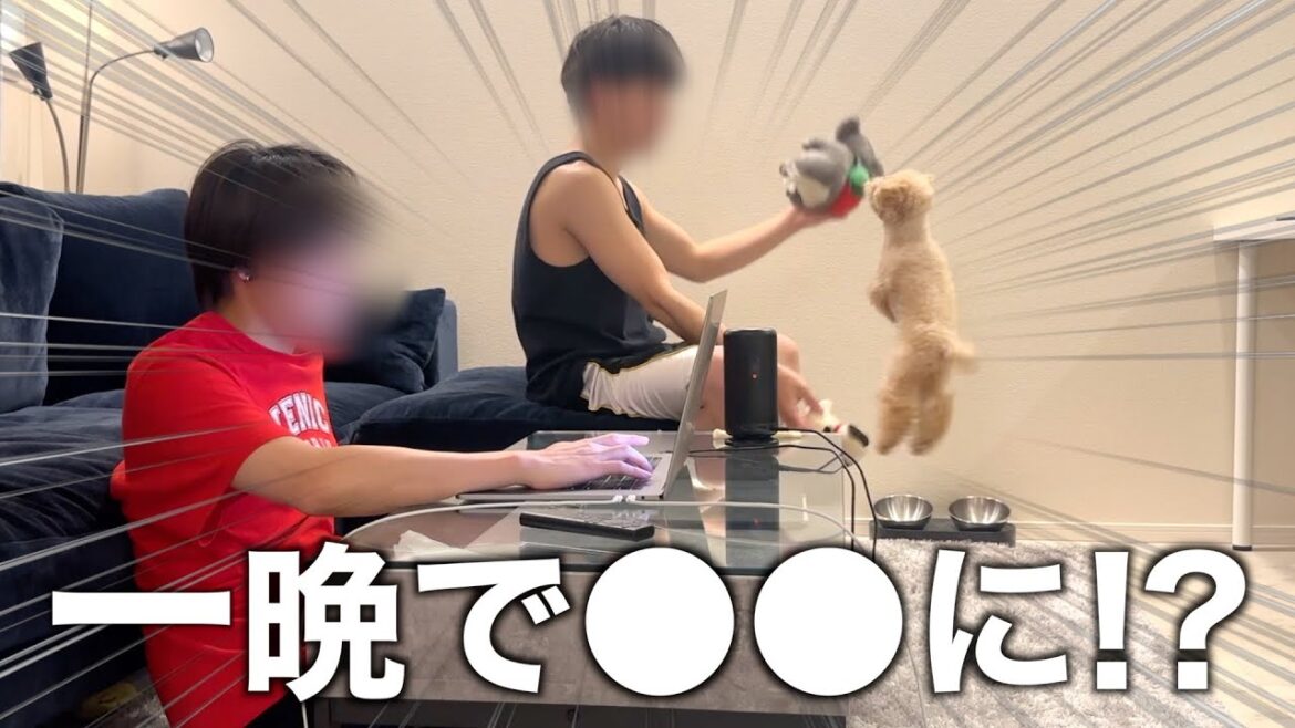 幼馴染とトイプードルが一緒にお泊まりしたら…まさかの〇〇に！