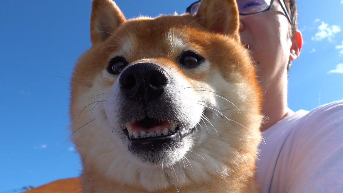 猫が大好きな柴犬、庭へ出ると奇跡が起きました。