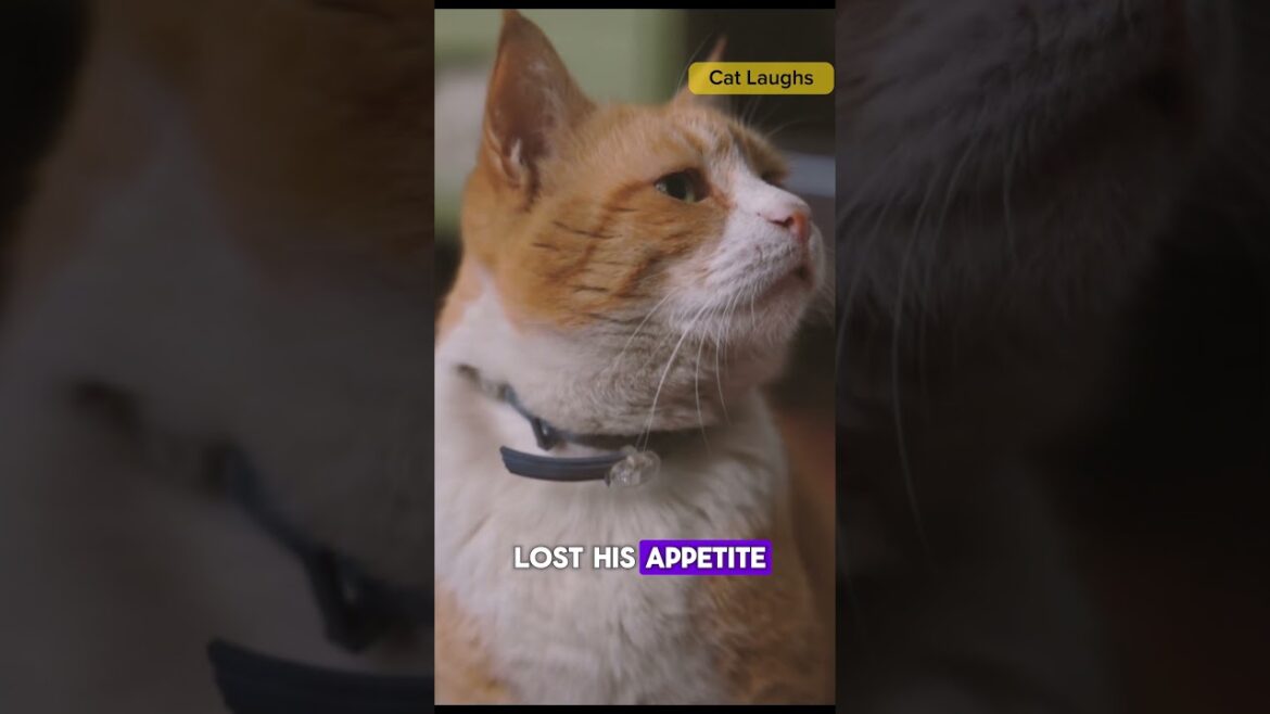 Checklist For A Happy Indoor Cat... 😹😹 | AI #cat #pets #happycats