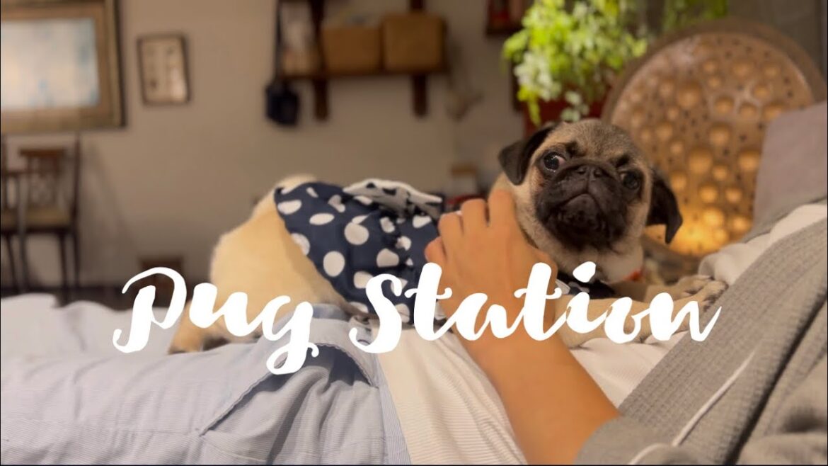 うちのパグの脱毛が凄いのでお掃除頑張ってます　毎日けっこう大変ですw