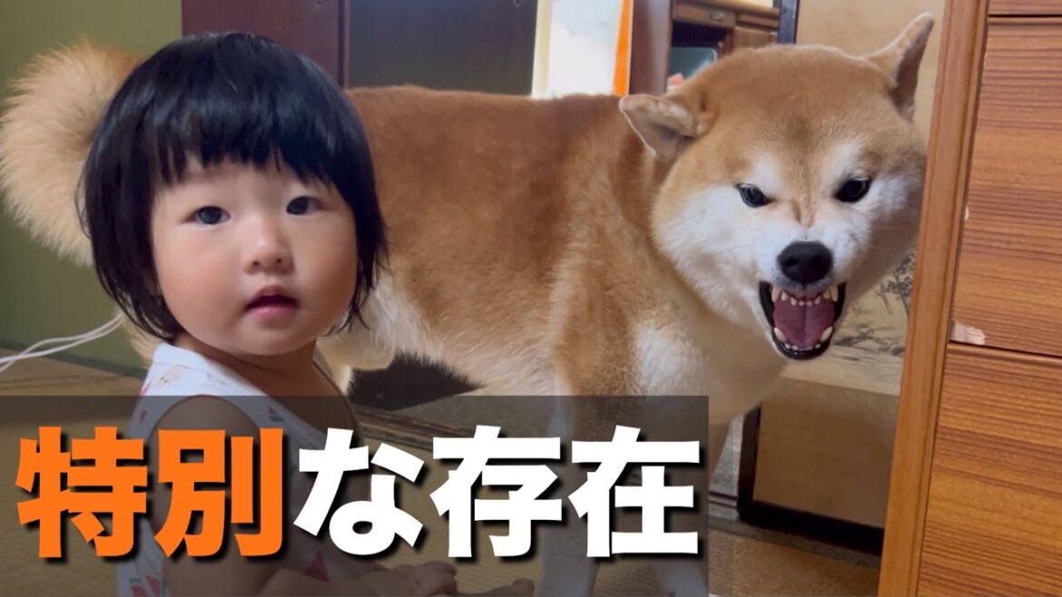 我が家の「柴犬」がスキンシップが激しい１歳児を絶対に噛まない理由
