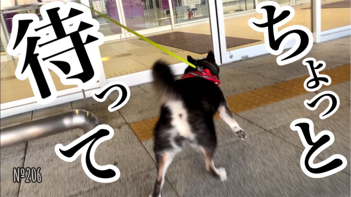 空港でお姉ちゃんを必死に追いかける柴犬（№206）