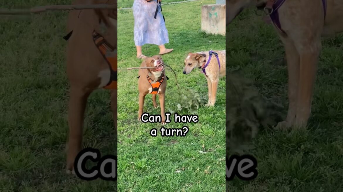 Dog is curious at the dog park #dogs