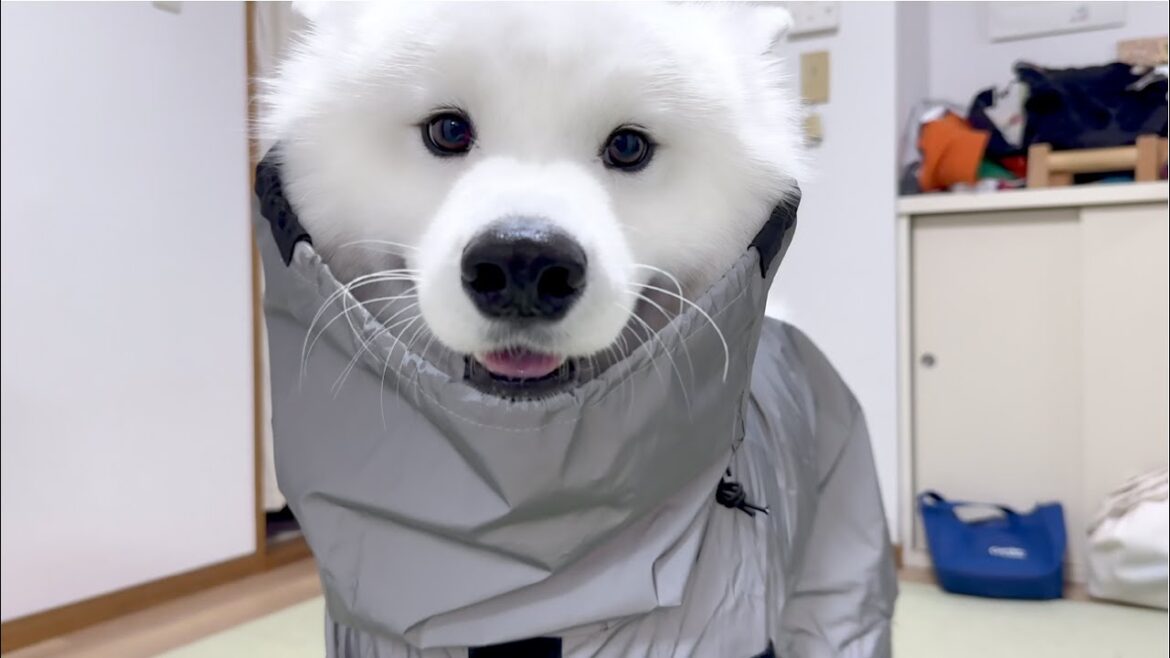苦手なカッパを着た瞬間から一歩も動かず本気でお散歩拒否する犬がかわいすぎました。