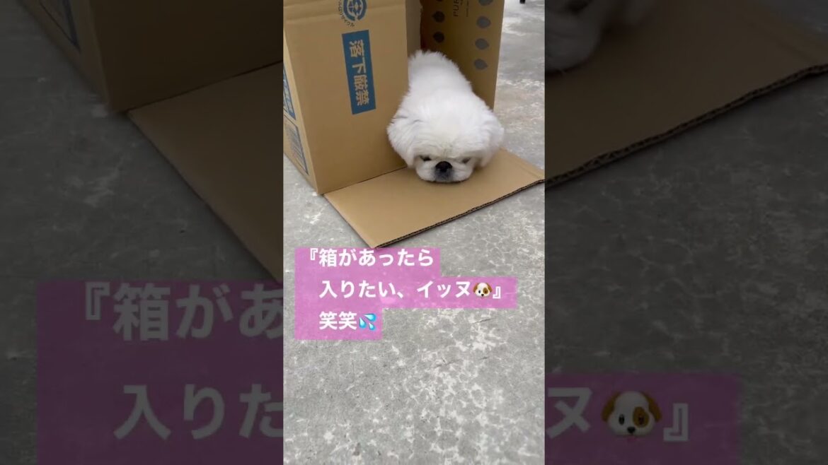 段ボール大好きなペキニーズ、ブンちゃん🐶笑笑💦　#ペキニーズ #犬 #shorts #short #shortvideo #犬のいる暮らし