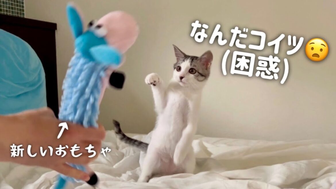ぬいぐるみをパンチしまくるボクサー子猫【シベリアンハスキー】【子猫/保護猫】