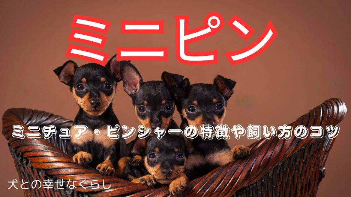 初めてでも安心！ミニチュア・ピンシャーの特徴や注意点、飼い方のコツを紹介。#犬　#飼い方