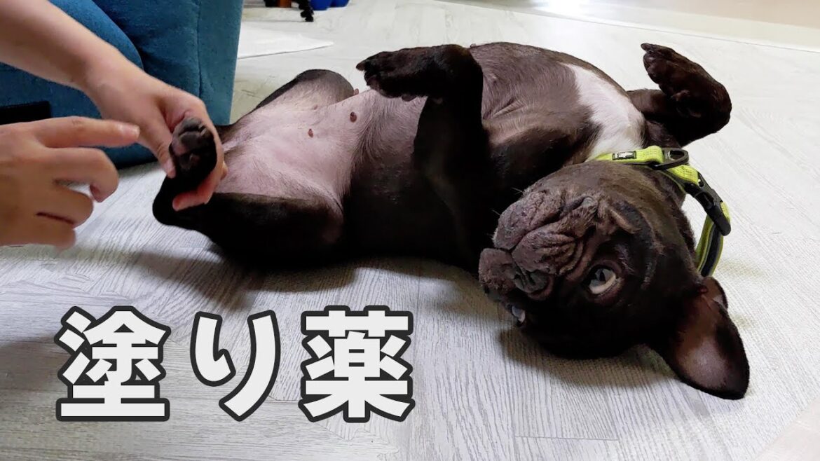 【皮膚炎】で薬を塗られるフレブル