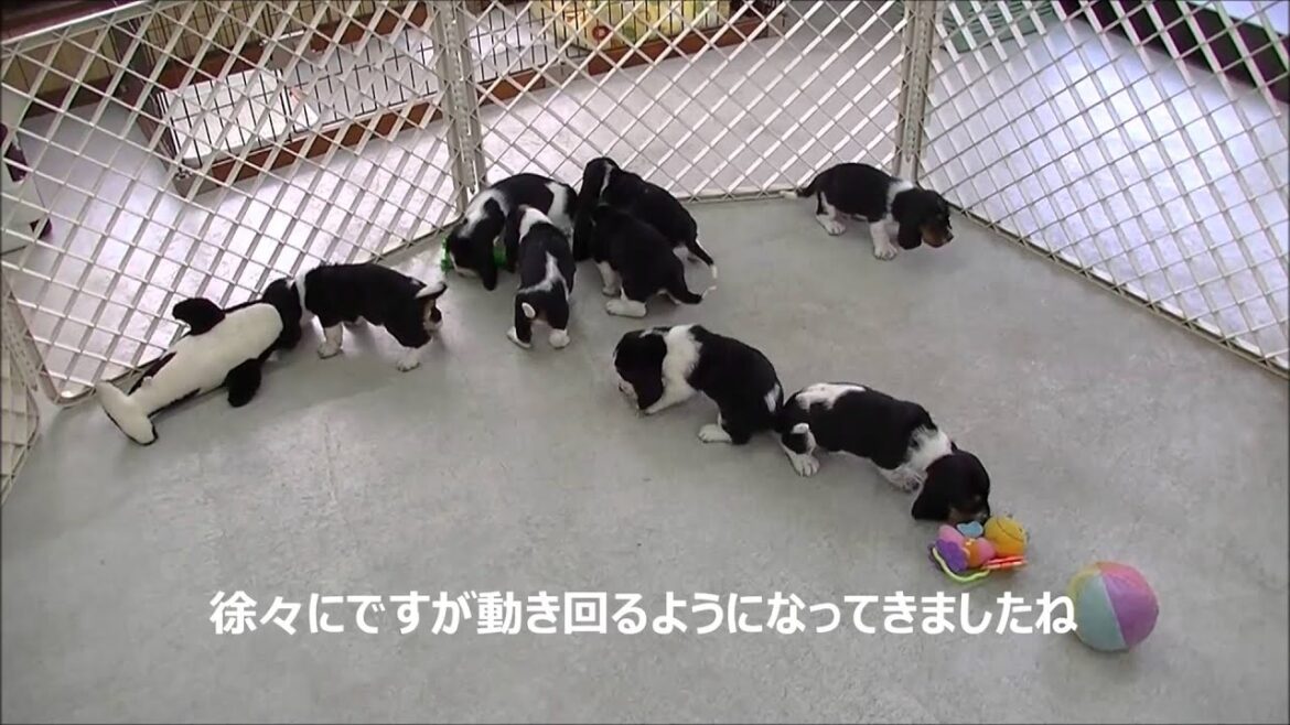 12/25生まれのバセットハウンド8頭