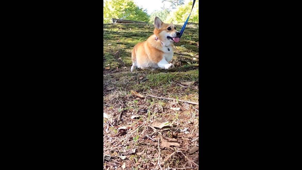 斜面を下るコーギー / Corgi going down the slope #shorts