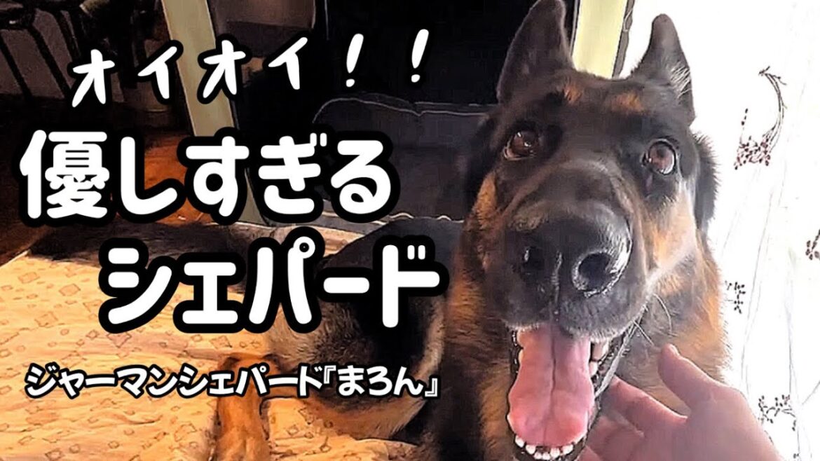 【ジャーマンシェパード】シェパードって小型犬に優しいの？いえいえ、そんなことはありません。でもまろんは家族と認めたら本当優しいのよね。。。