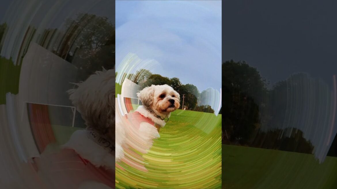 Skye & Milo are heading Downtown ๐  –  #shortsfeed Skye & Milo are heading Downtown ๐  -  #shortsfeed