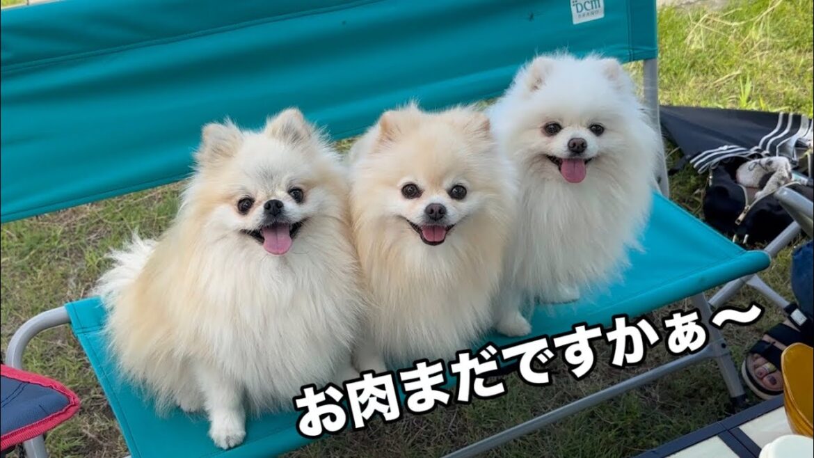 ベンチにきちんとお座りしてお肉を待ってる３姉妹ポメラニアン