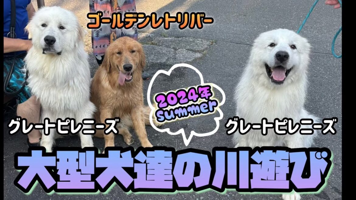 【2024年夏】☀️超大型犬と大型犬の川遊び！グレートピレニーズ•ゴールデンレトリバー(🎥insta360使用)