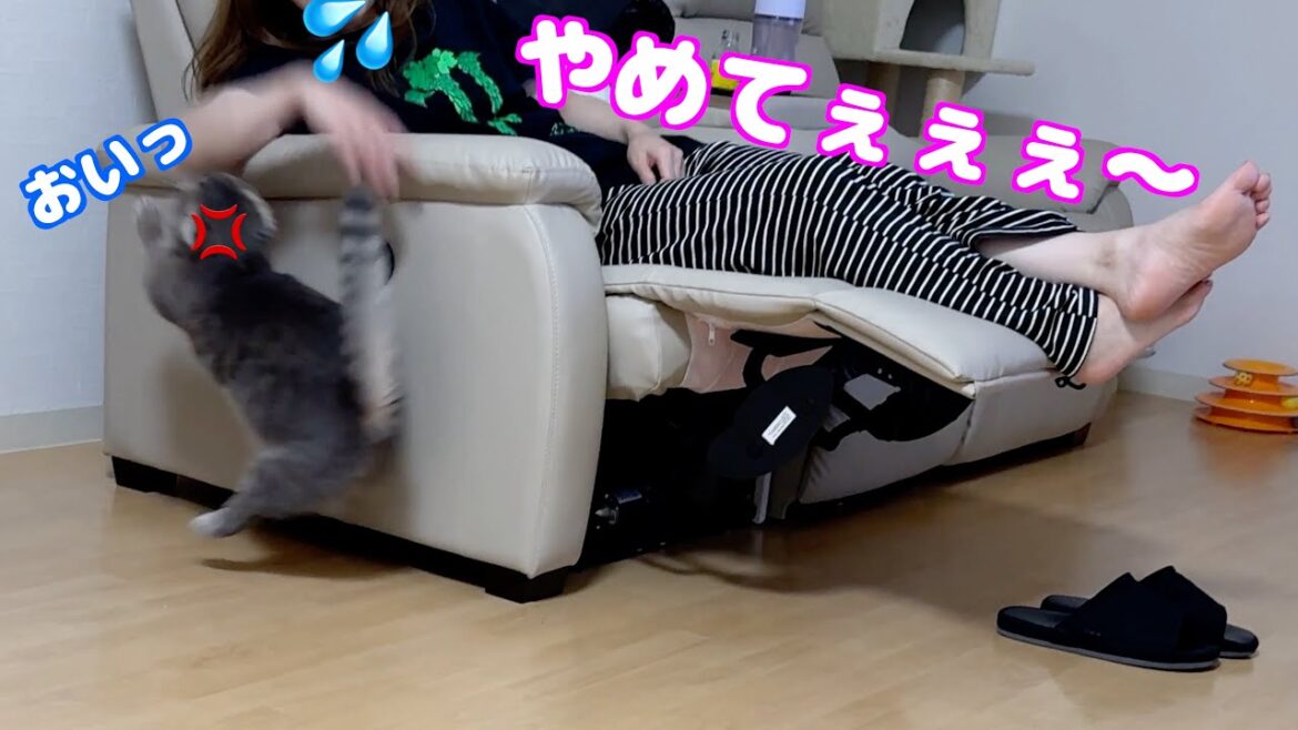 ママがかまちょ猫を無視し続けたらこうなりました笑[マンチカンの銀時]