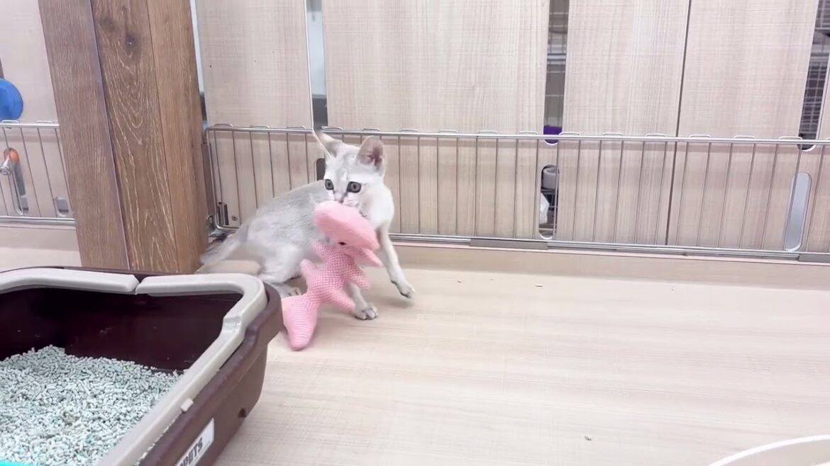 【シンガプーラ】とっても甘えん坊なシンガプーラちゃん 【シンガプーラ】とっても甘えん坊なシンガプーラちゃん