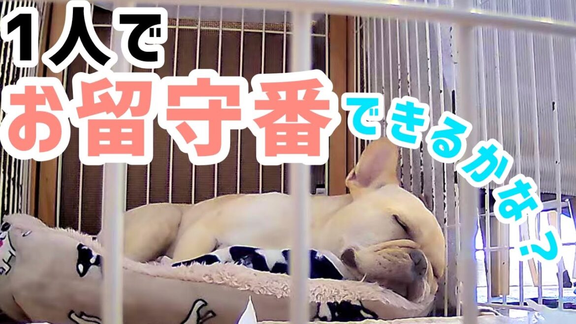 愛犬に会いに一刻も早く帰りたい…‼︎ １日お留守番してもらったとある日　#フレンチブルドッグ #かわいい #お留守番