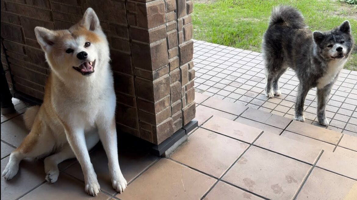 散歩に行く準備万端なのにメンバーがなかなか揃わずちょっとイラつく秋田犬ぱたこ【Akita-inu】@akita-inu-pata