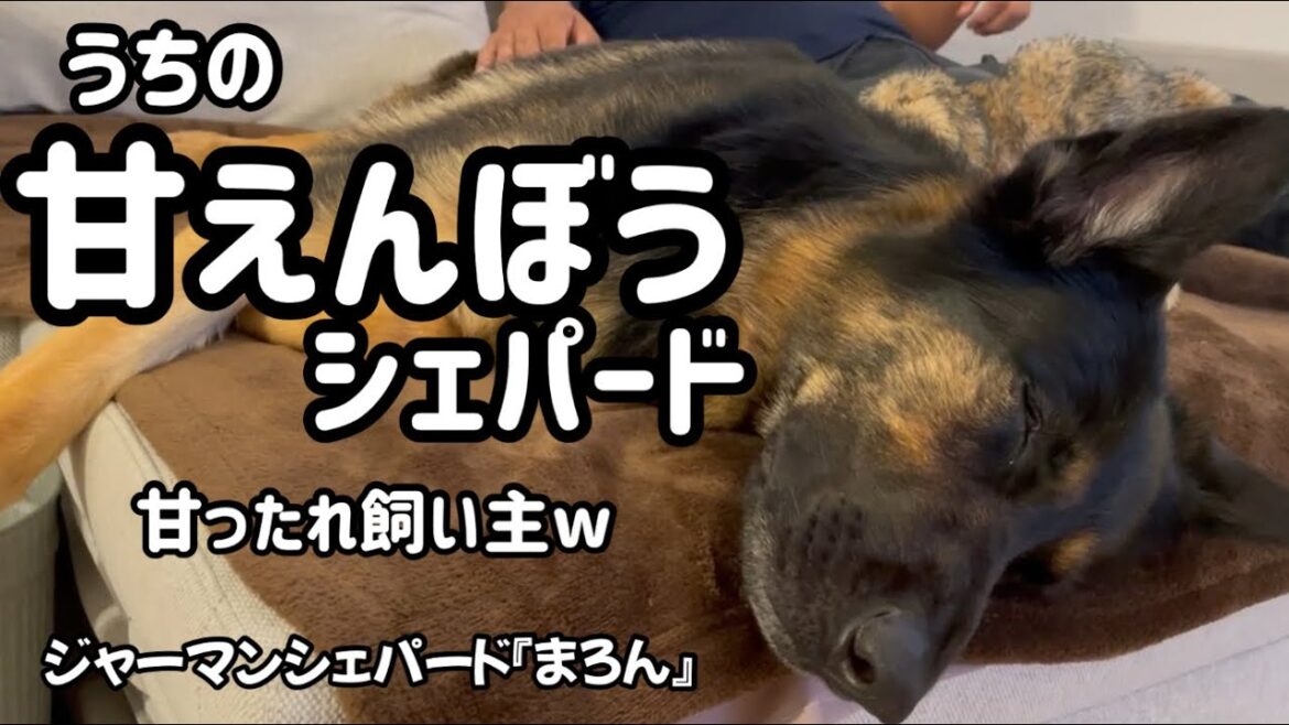 【ジャーマンシェパード】週末に飼い主が帰ってくるとまろんは大喜び💕でも飼い主も大喜びでずっとなでなで。ひっつきっぱなしの2人です🐶👨甘えん坊なのは飼い主？wwww
