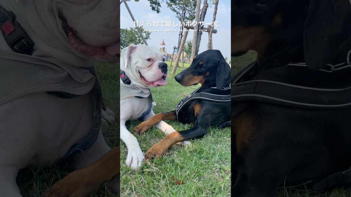 甘えられたら心の中で鼻歌歌っちゃう❤️ ボクサー犬