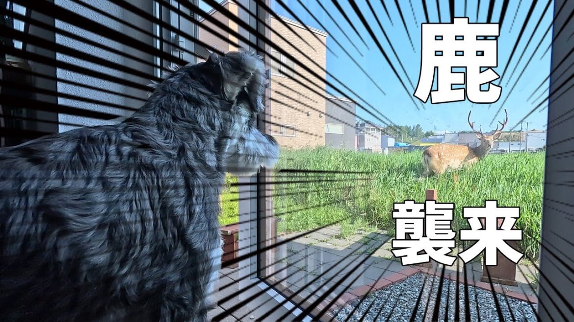 突然現れた鹿に果敢に挑むミニチュアシュナウザー！戦いの結末は・・・