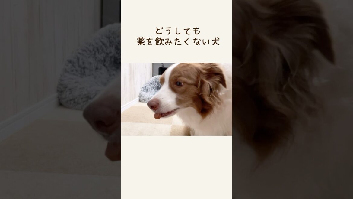 薬を飲むのが嫌でいじけてしまう犬・・・【ボーダーコリー・オーストラリアンシェパード】#切り抜き