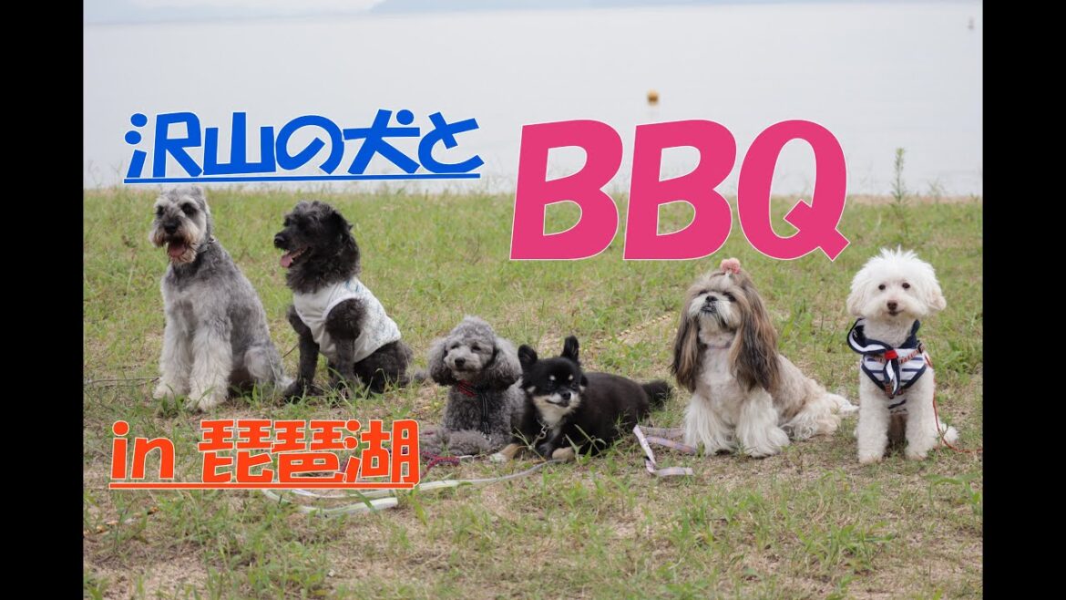 【琵琶湖バーベキュー】トイプードル楽しいゲームとBBQ
