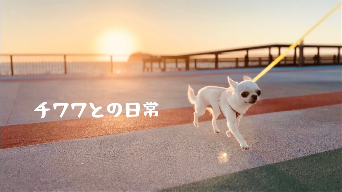 【スムースチワワの日常】海岸通りを散歩／十勝土産のジンギスカンで至高のうどん／もみじのお耳芸／夕暮れ散歩をしながら兄チワワを想う