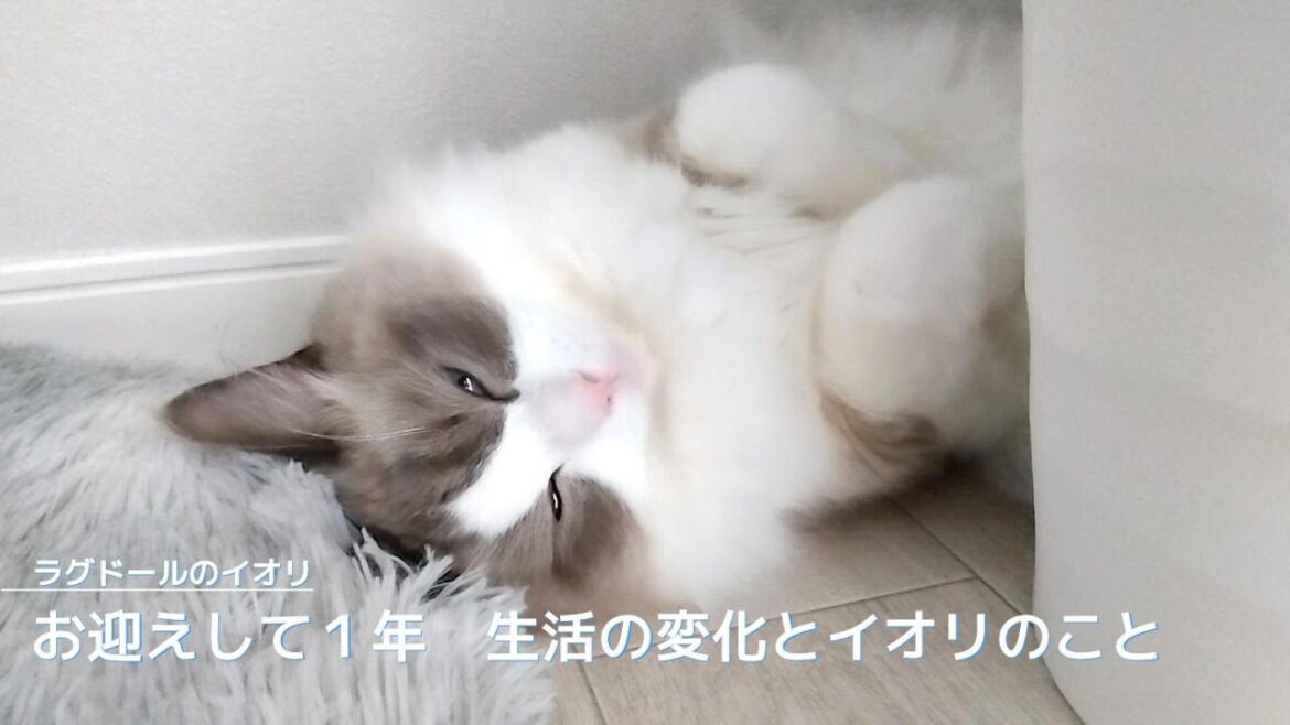 【ラグドール】お迎えして1年 生活の変化とイオリのこと 【ラグドール】お迎えして1年 生活の変化とイオリのこと