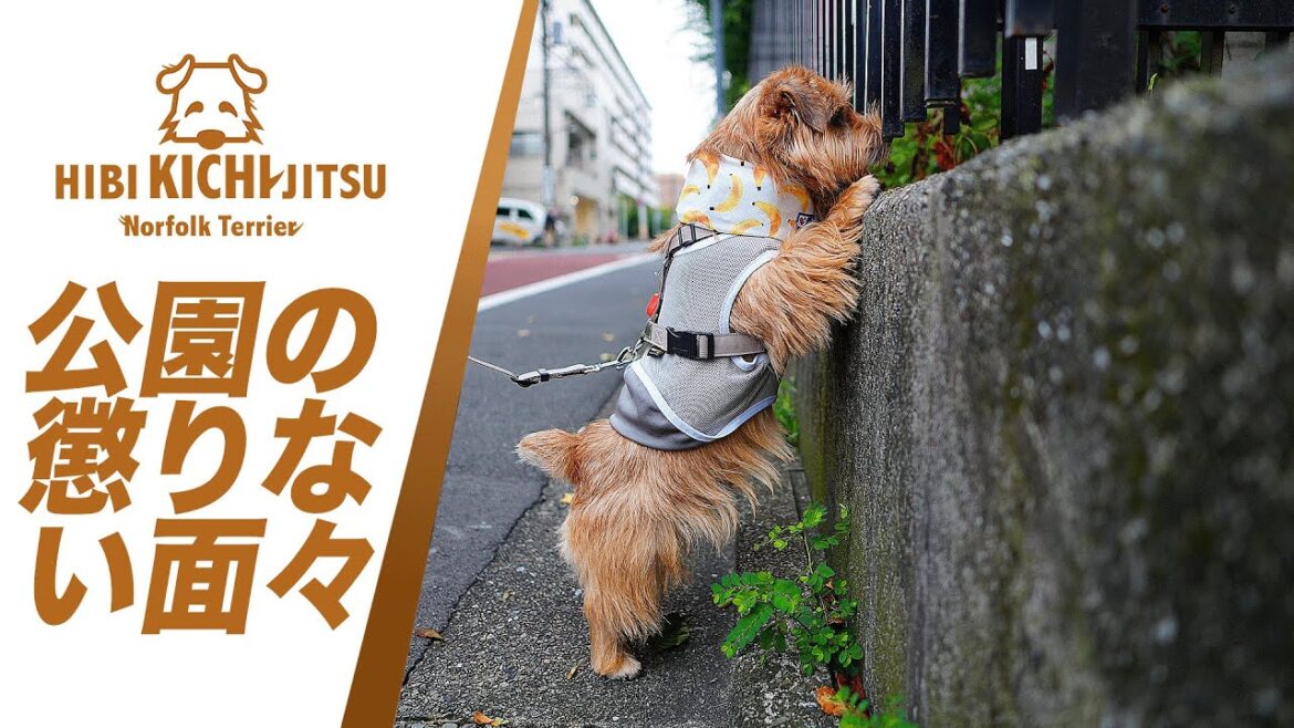 愛犬キチ と 公園の仲間たち【スチール撮影 dog norfolkterrier ノーフォークテリア】
