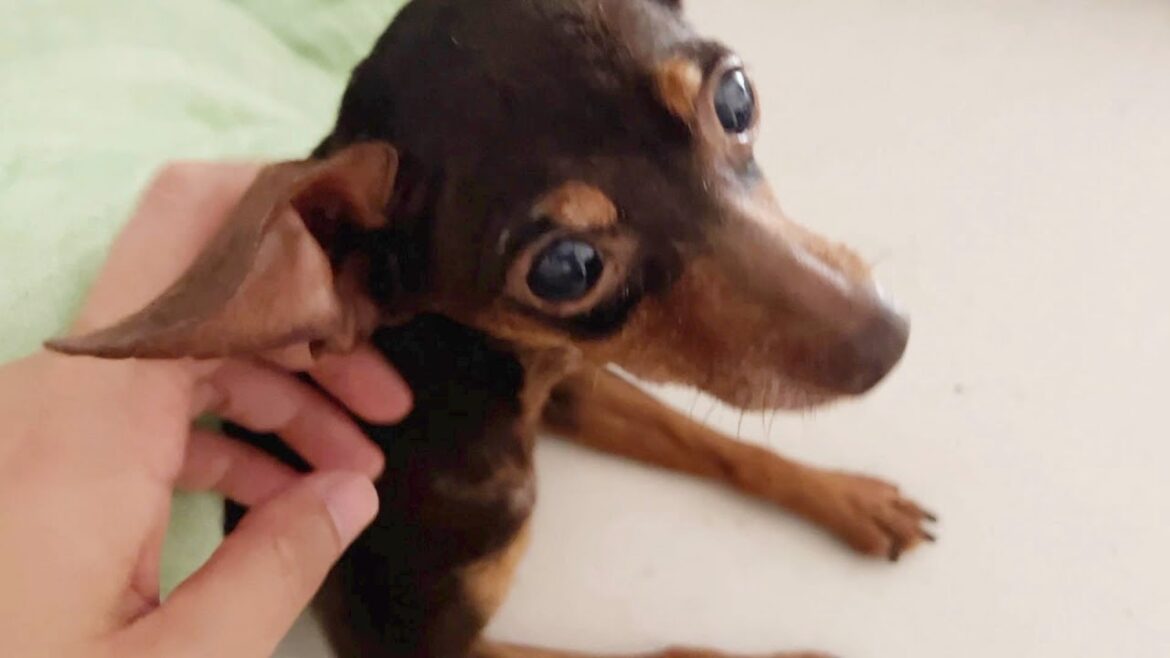 保護犬ミニピンの寝起きと散歩、145日目