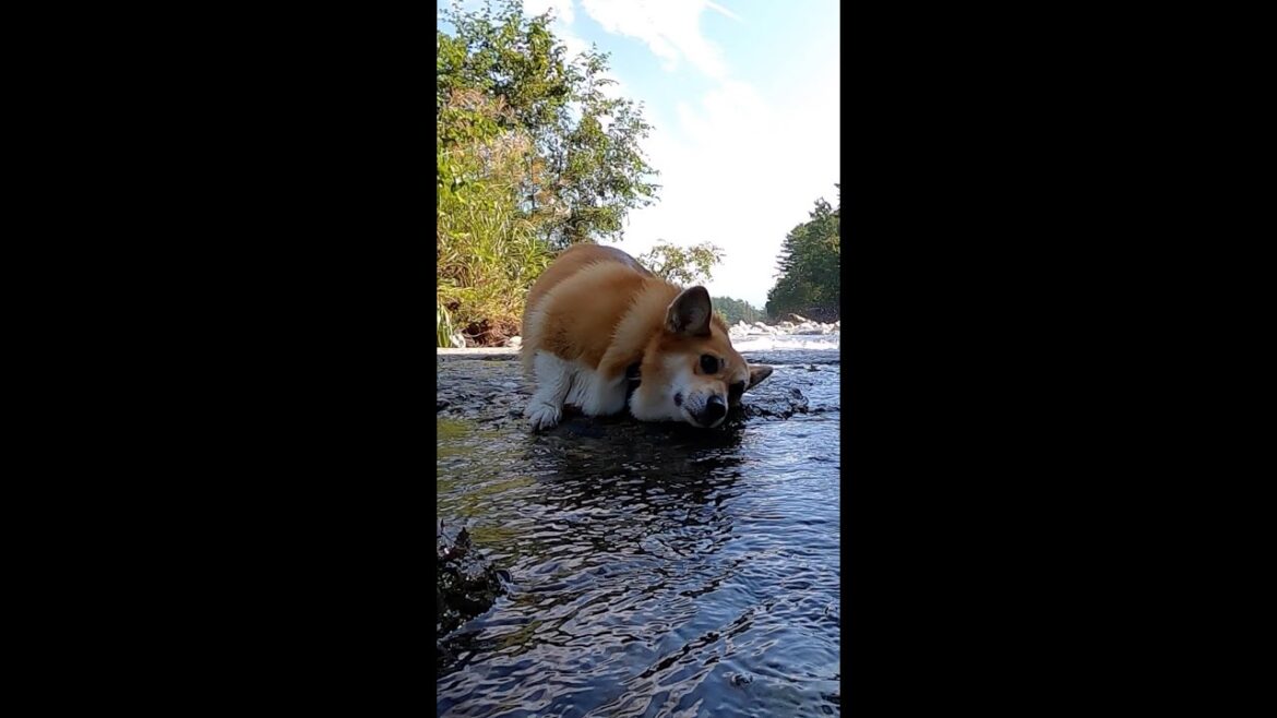 お気に入りの匂いに誘われたコーギー / A corgi rubbing her favorite scent on her face #shorts