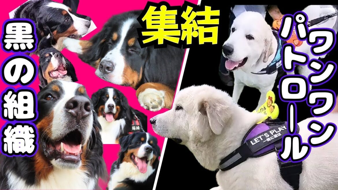 【白いワンワンパトロールと黒い犬軍団】前半は道東で初開催の8282会 後半はパピーちゃんも合流するよ