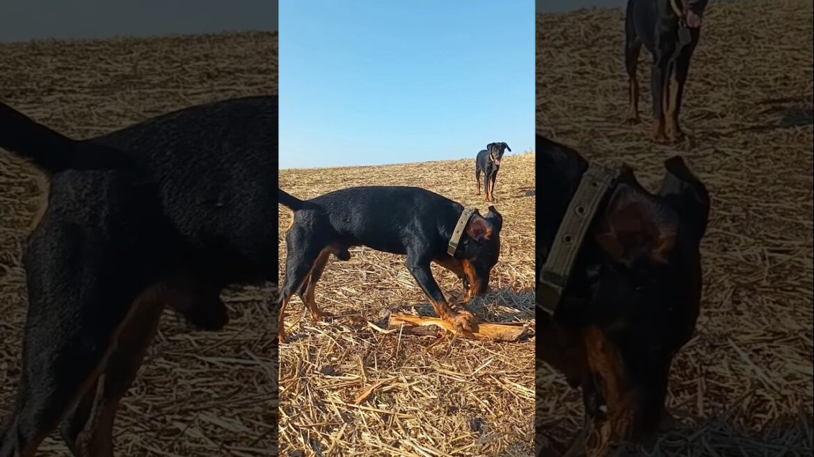 ⚡Рубик⚡бобёр заготовка палочка ягдтерьер german jagdterrier hunting dog