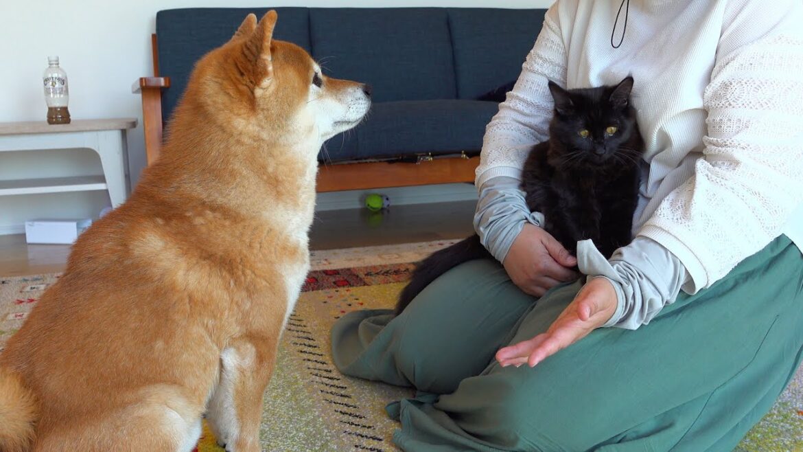 ママ大好きすぎる柴犬と子猫、ママをめぐってこうなりました。。