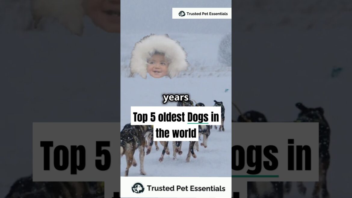 Top 5 Ancient Dog Breeds – Dogs with Legendary Histories! 🐕🏺 #shorts #shortvideo #shortvideos #dogs