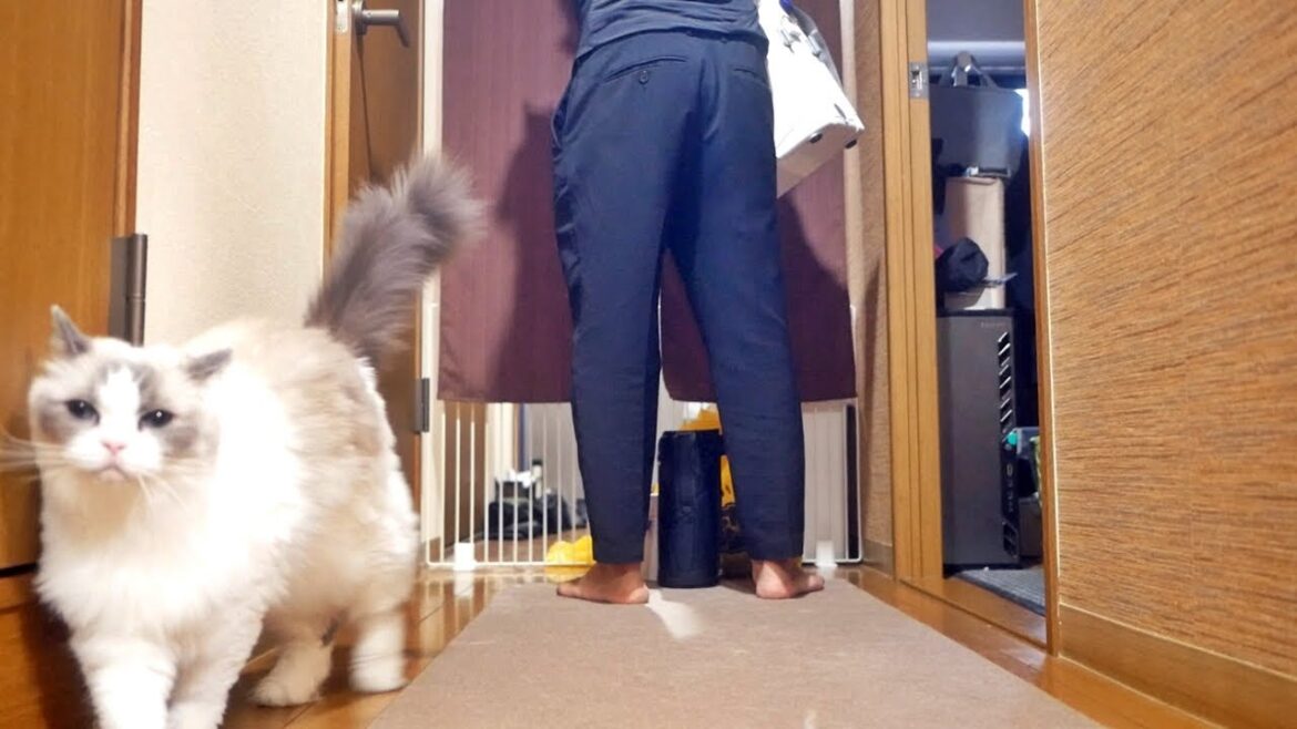 独身男性に付きまとう甘えん坊ラグドール 独身男性に付きまとう甘えん坊ラグドール