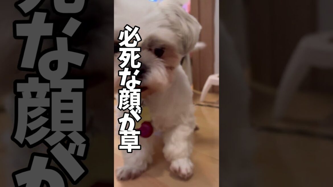 いつもと違う…🐶🐶＃シーズー＃マルシーズー#わんこ#マルチーズ#いぬ#犬