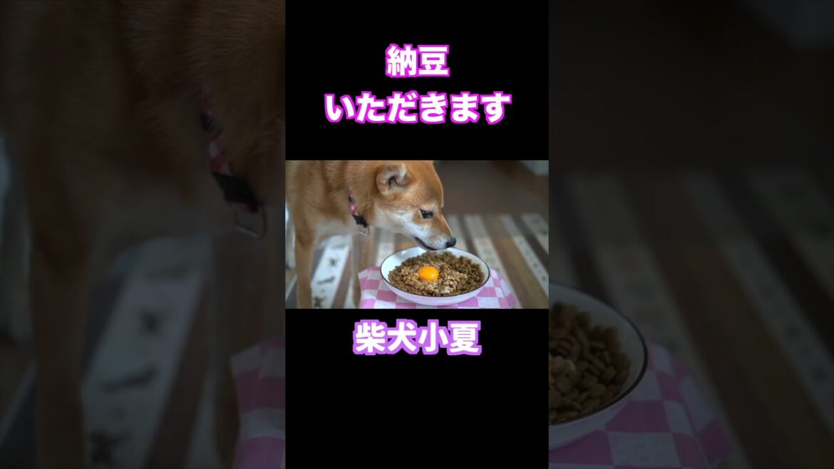 納豆＆生卵いただきます　柴犬小夏 #柴犬