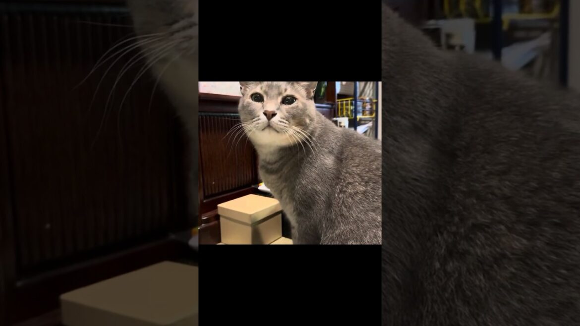 朝ごはんのおかわりを入れると..  思っていたものではなかったようで..  暫くこっちを観て驚いた顔をする猫…  #cat #保護猫 #ねこ #猫のいる暮らし ＃風の猫＃さっちゃん