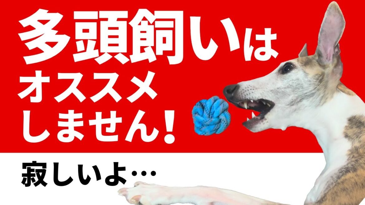 【ウィペット】多頭飼いはオススメしません！