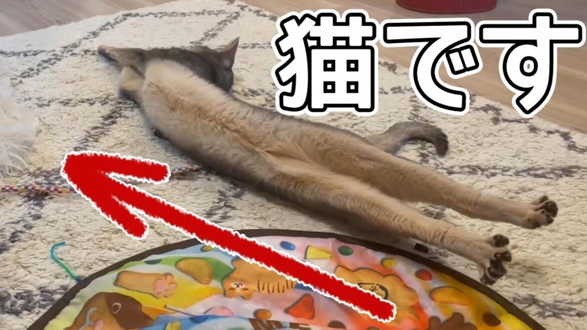 残暑が続くけどいつも通り過ごすうちの猫さん♡ 残暑が続くけどいつも通り過ごすうちの猫さん♡